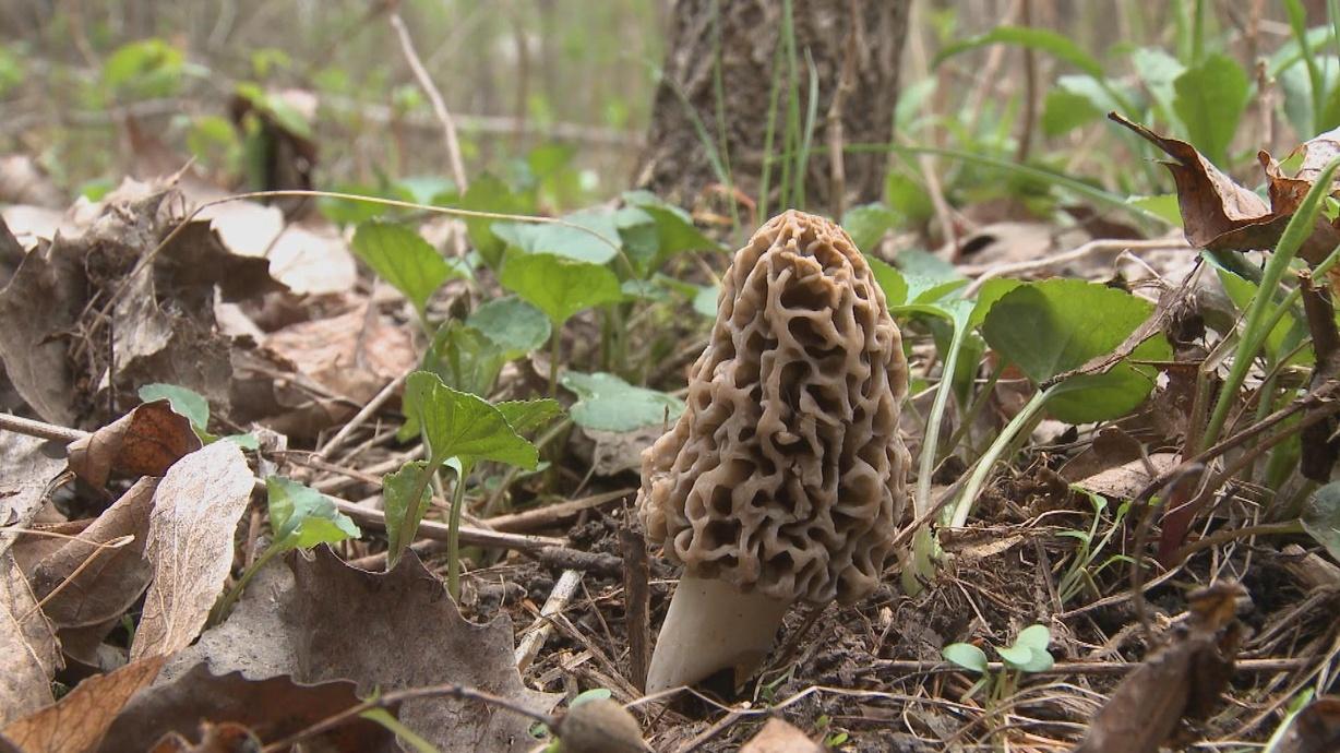 Morel Hunt Watch on PBS Wisconsin