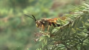 Cicada Killer Giant Wasps