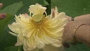 Growing Lotus Plants in Sturgeon Bay