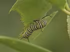 A Butterfly Garden
