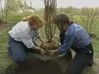 Shade Tolerant Shrubs
