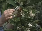 Fruiting Houseplants
