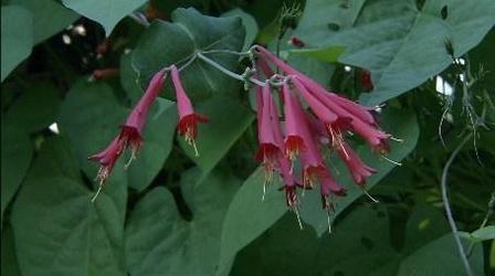 Video thumbnail: The Wisconsin Gardener Creating a Habitat for Hummingbirds