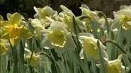 The Daffodils of Lodi - A Living Memorial