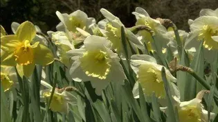 The Daffodils of Lodi - A Living Memorial