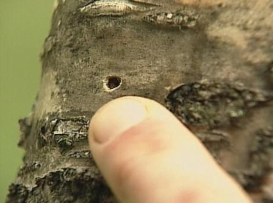 Birch Trees Insects and Disease Watch on PBS Wisconsin