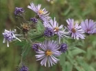 A Large Backyard Prairie