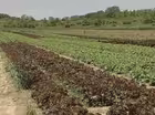 Organic Vegetable Gardening