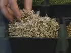 Growing Sprouts