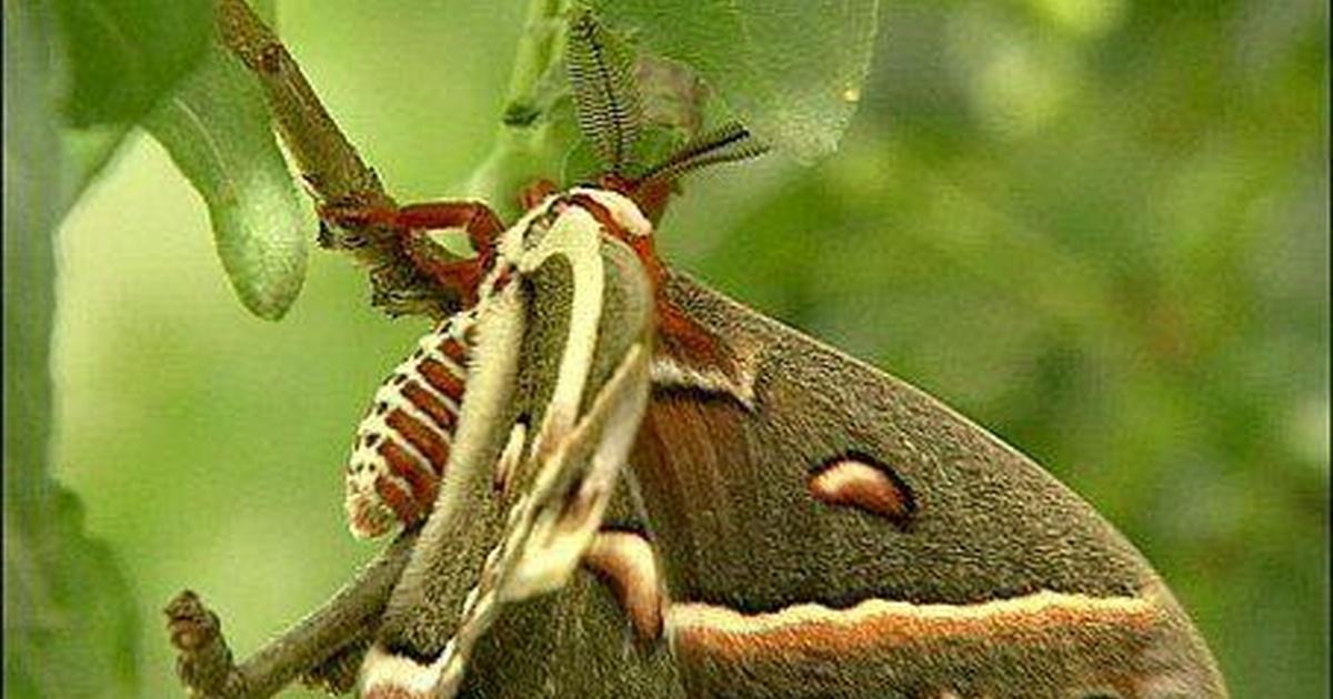 Types Of Moths In South Dakota