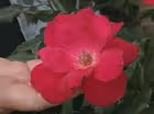 Radler's Roses