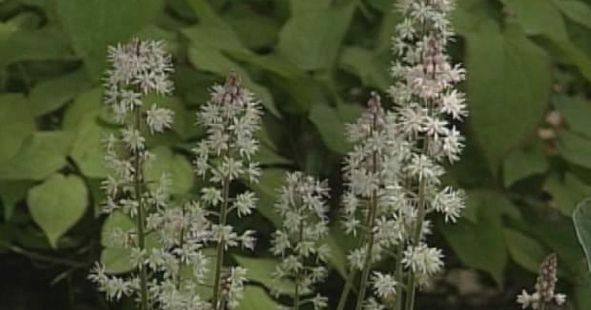 Nonnative Shade Plants The Wisconsin Gardener PBS