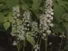 Non-native Shade Plants