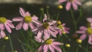 The Decline of Pollinators