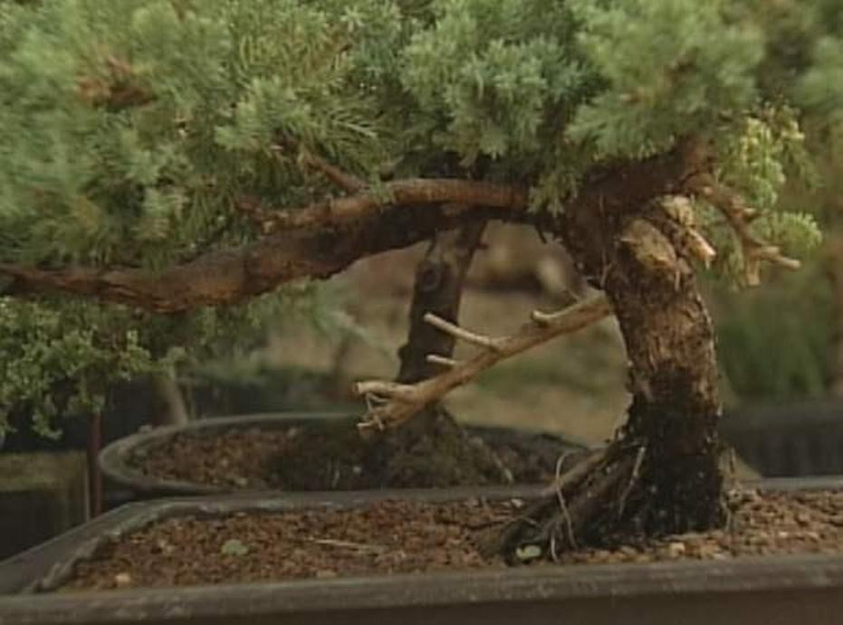 A Bonsai Garden Watch on PBS Wisconsin