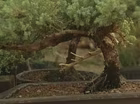 A Bonsai Garden