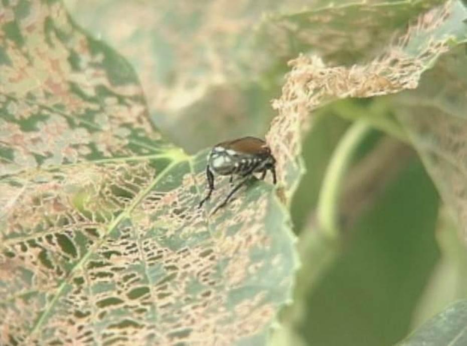 Blundering Gardener: Waging war against the Japanese beetle – Twin