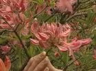 Azaleas At Foxfire