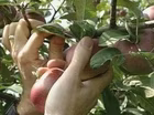 Time to Pick Apples!