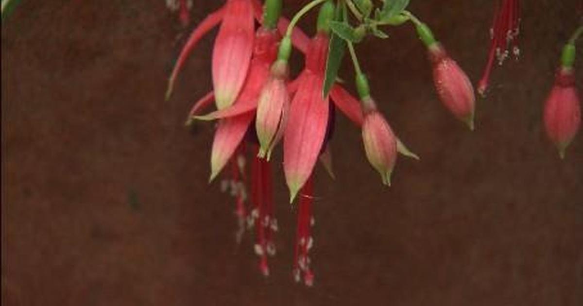 Container Plants That Attract Hummingbirds The Wisconsin Gardener Container Plants That Attract Hummingbirds The Wisconsin Gardener Pbs