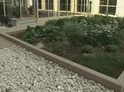 A Rooftop Garden