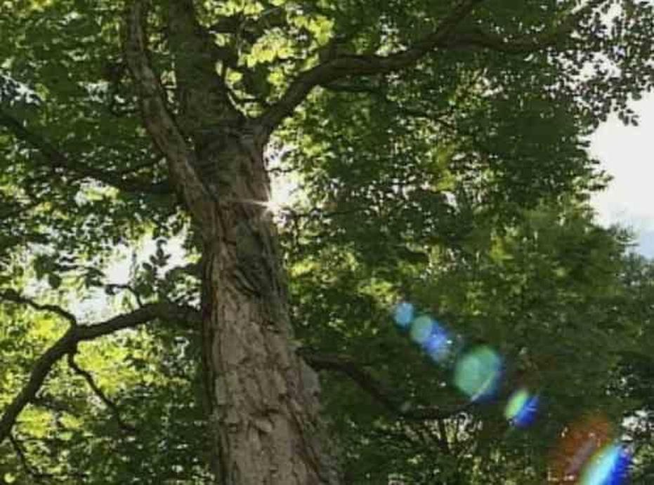 Great Shade Trees Watch on PBS Wisconsin