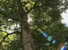 Great Shade Trees