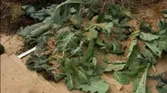 Lasagna Gardening