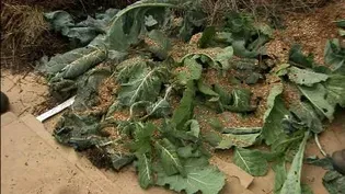 Lasagna Gardening