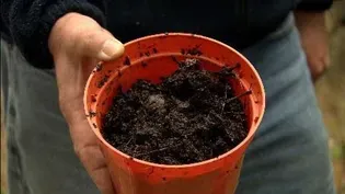 Composting Basics