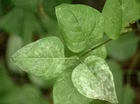 Powdery Mildew