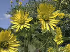 Plant Folklore