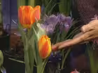 Early Spring Indoor Bulbs
