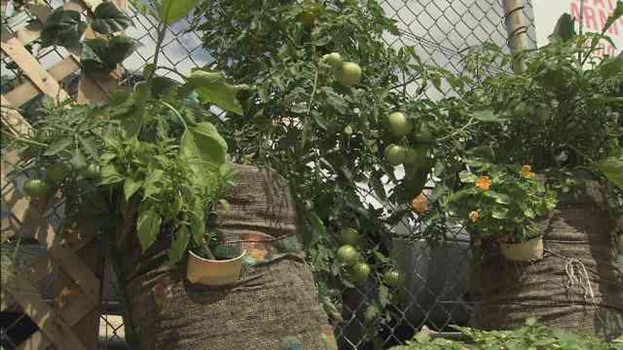 How to Grow Food in a Burlap Bag Watch on PBS Wisconsin