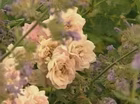 A Horticulturists Garden