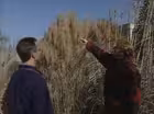 Ornamental Grasses