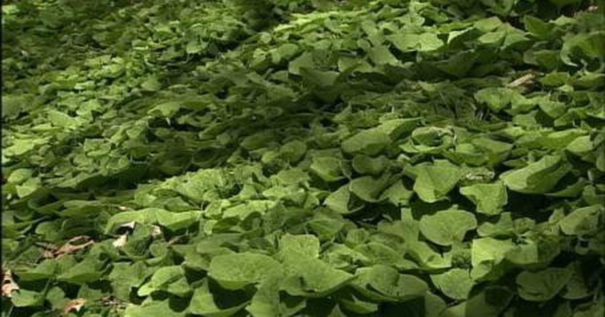 The Wisconsin Gardener | Keeping Weeds From Coming Back With Wild ...