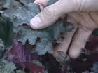 Perennial Fall Color