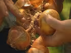 Making a Garlic Braid