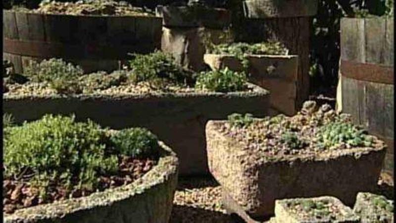 Vegetable Varieties for Containers – Wisconsin Horticulture