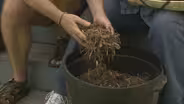 Organic Gardening at Nugensis Farm