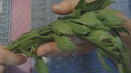 Video thumbnail: The Wisconsin Gardener Featured Herbs: Lovage and Sage