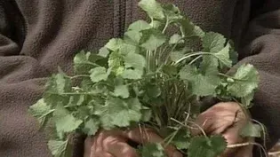 Garlic Mustard