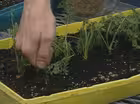 Fertilizing Basics