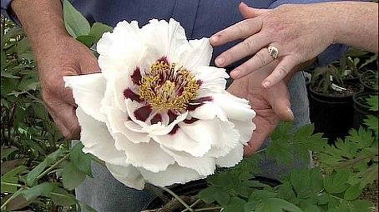 Peony – Wisconsin Horticulture