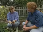 Root Crops