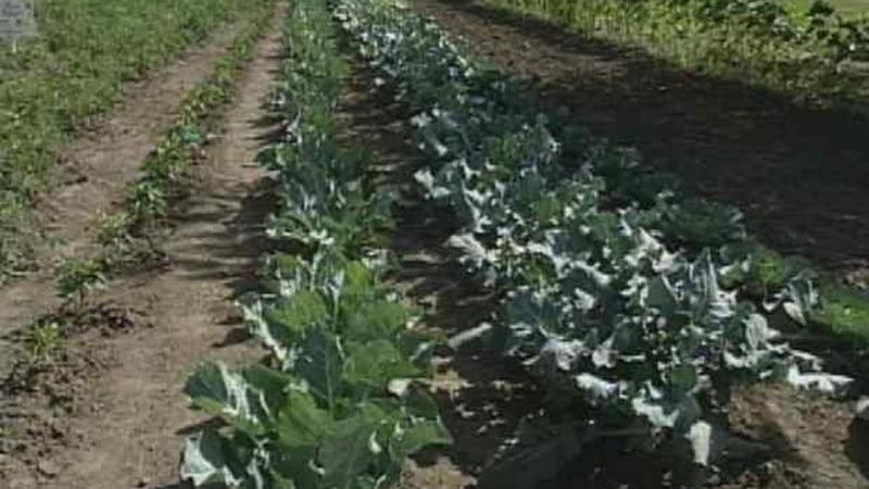 Plant a Row for the Hungry Watch on PBS Wisconsin