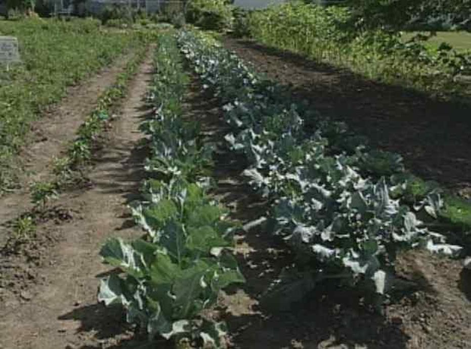 Plant a Row for the Hungry Watch on PBS Wisconsin