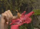 Plant Sex 101