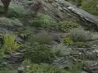 A Rocky Dwarf Conifer Garden